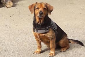 Disappearance alert Dog miscegenation  Male , 10 years Mont-de-Galié France