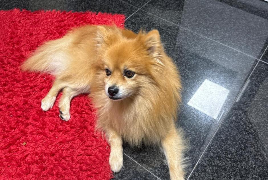 Disappearance alert Dog  Male , 10 years Paris France