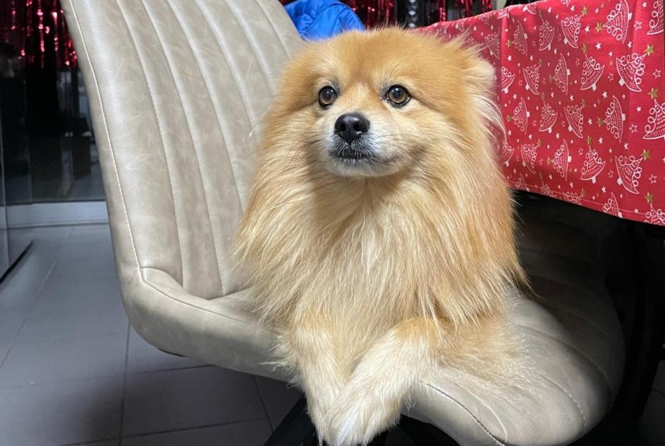 Disappearance alert Dog  Male , 10 years Paris France