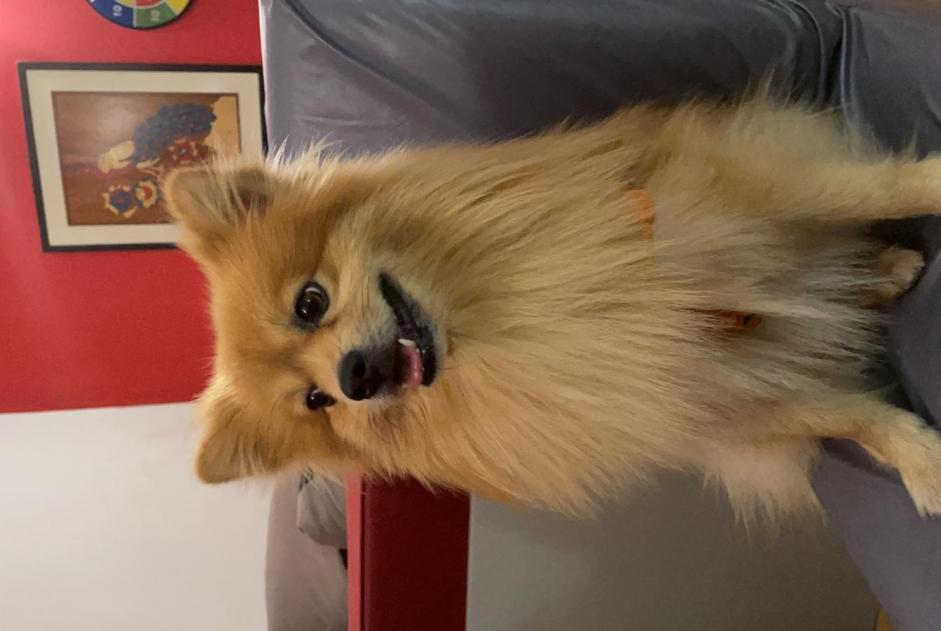 Disappearance alert Dog  Male , 10 years Paris France