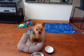 Disappearance alert Dog  Male , 14 years Béthune France