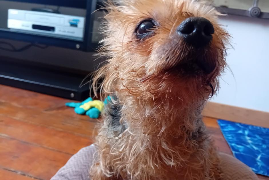 Disappearance alert Dog  Male , 14 years Béthune France