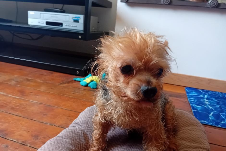 Disappearance alert Dog  Male , 14 years Béthune France