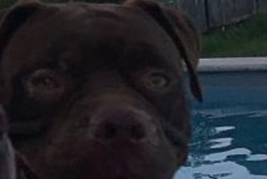Disappearance alert Dog  Female , 3 years Macouria France