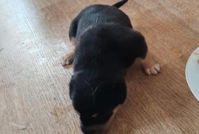 Discovery alert Dog miscegenation  Female , Between 1 and 3 months Aïcirits-Camou-Suhast France