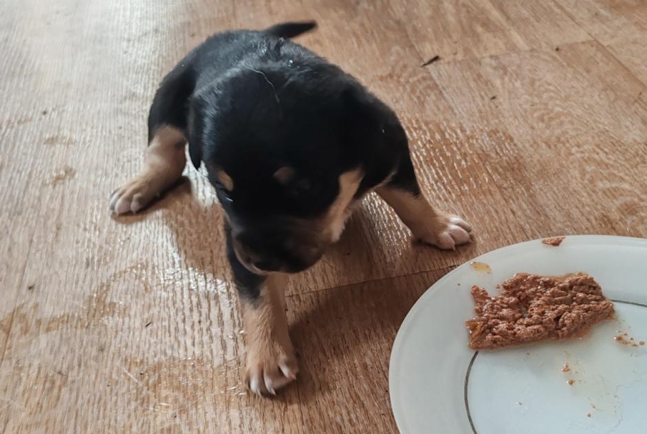 Discovery alert Dog miscegenation  Female , Between 1 and 3 months Aïcirits-Camou-Suhast France