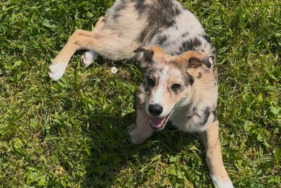 Disappearance alert Dog miscegenation  Male , 0 years Lyon France