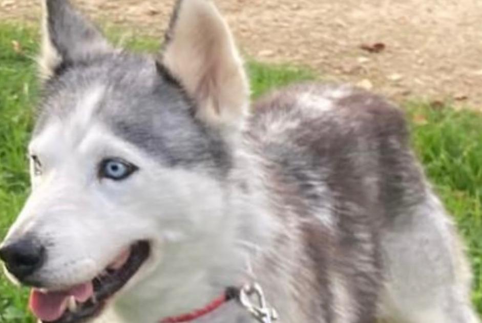 Disappearance alert Dog  Female , 7 years Confolens France