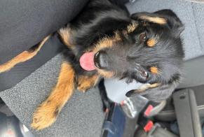 Discovery alert Dog miscegenation  Male Le Val-Saint-Père France