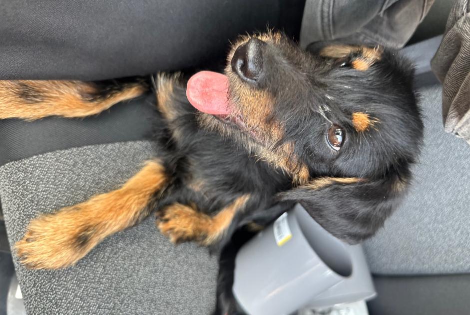 Discovery alert Dog miscegenation  Male Le Val-Saint-Père France