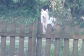 Discovery alert Dog miscegenation  Female Teneur France