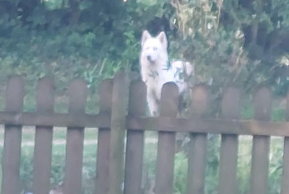 Discovery alert Dog miscegenation  Female Teneur France