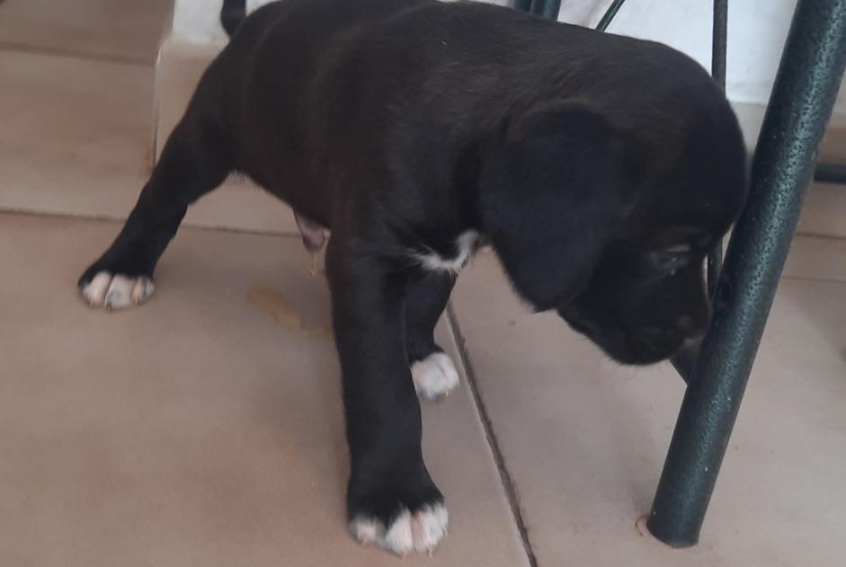 Discovery alert Dog Unknown Penta-di-Casinca France