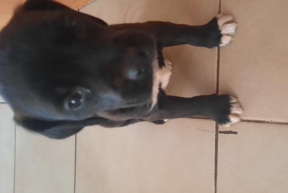 Discovery alert Dog Unknown Penta-di-Casinca France