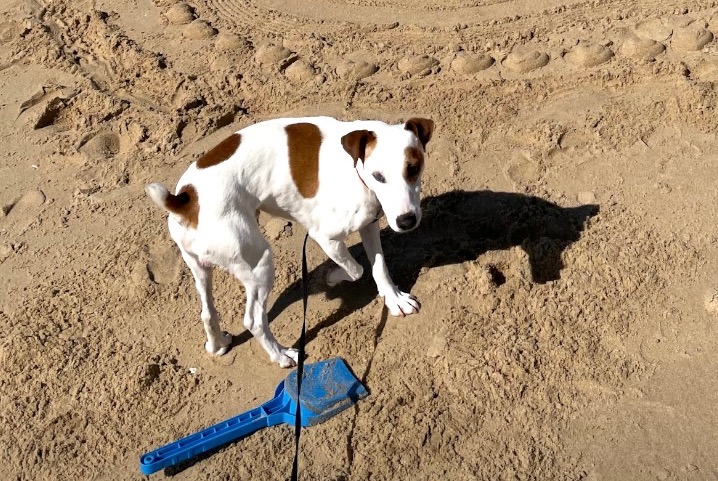Disappearance alert Dog  Male , 6 years Dardilly France