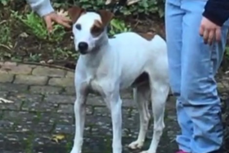 Disappearance alert Dog  Male , 6 years Dardilly France