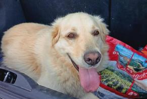 Discovery alert Dog  Unknown La Bénisson-Dieu France