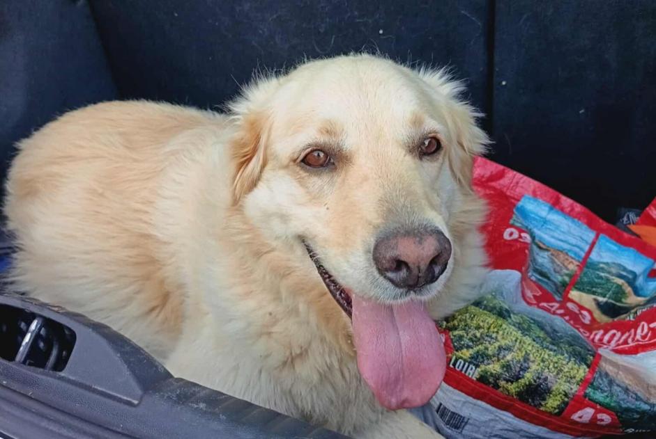 Discovery alert Dog  Unknown La Bénisson-Dieu France