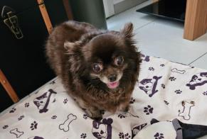 Discovery alert Dog  Female , 6 years Nîmes France
