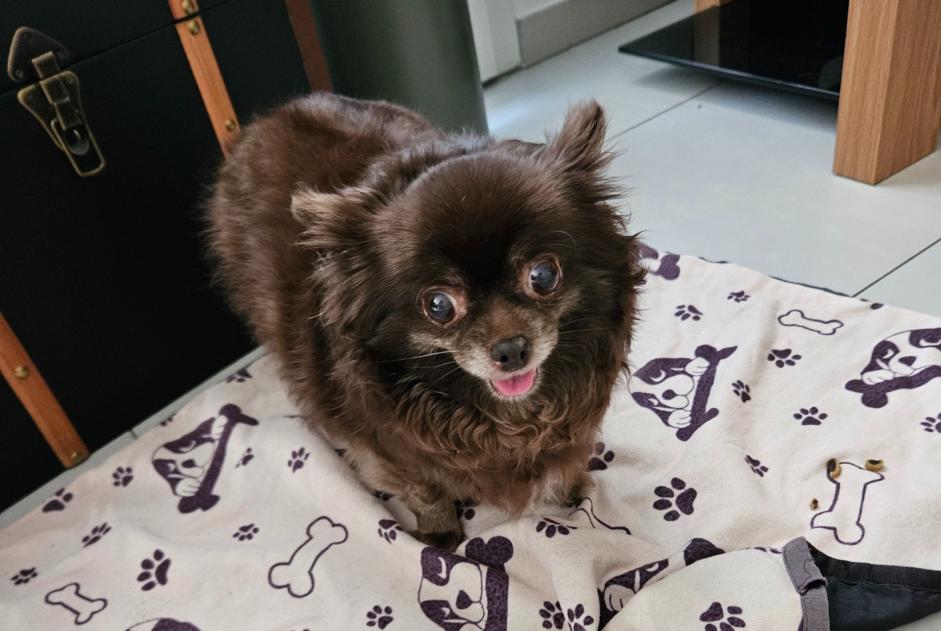 Discovery alert Dog  Female , 6 years Nîmes France