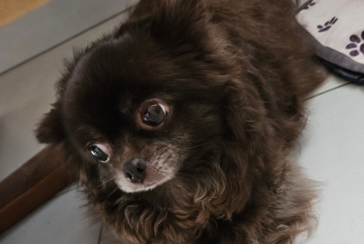Discovery alert Dog  Female , 6 years Nîmes France