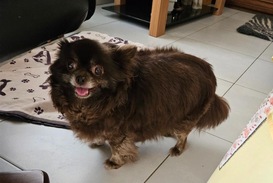 Discovery alert Dog  Female , 6 years Nîmes France
