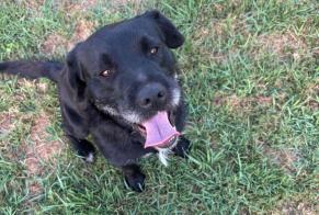 Discovery alert Dog miscegenation  Male Pugnac France