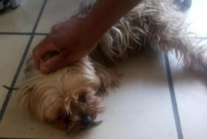 Discovery alert Dog  Female Rive-de-Gier France