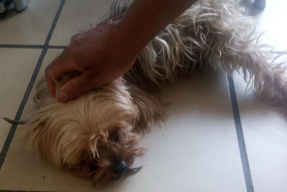Discovery alert Dog  Female Rive-de-Gier France