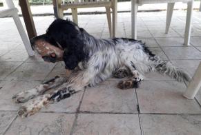 Discovery alert Dog  Unknown Montauban France