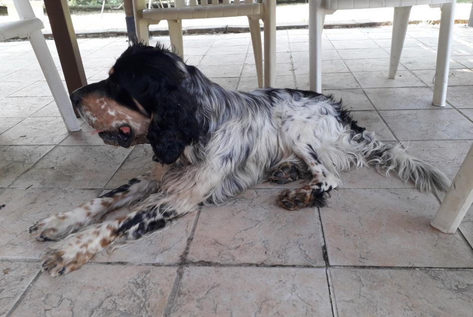 Discovery alert Dog  Unknown Montauban France