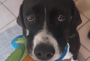 Disappearance alert Dog  Female , 5 years Gaillard France