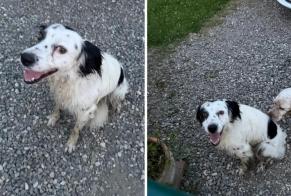Disappearance alert Dog miscegenation  Male , 3 years Mane France
