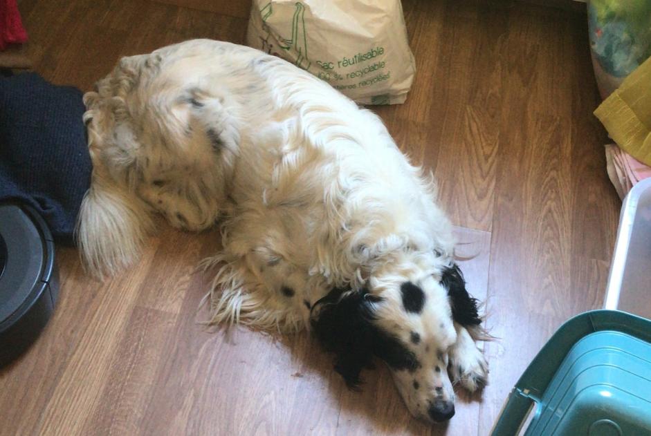 Disappearance alert Dog miscegenation  Male , 3 years Mane France
