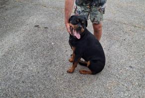 Discovery alert Dog  Male , 3 years Saint-Clair-du-Rhône France
