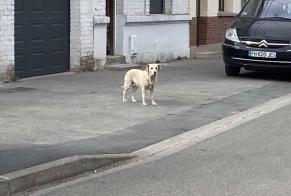 Discovery alert Dog miscegenation  Unknown Fresnes-sur-Escaut France