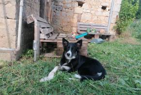 Disappearance alert Dog  Female , 1 years Cœur de Causse France