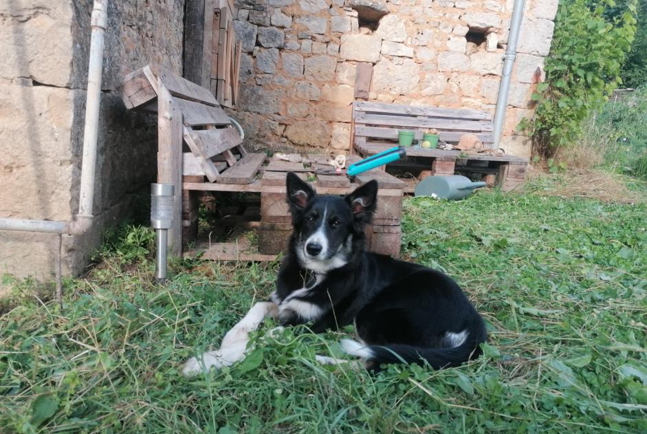 Disappearance alert Dog  Female , 1 years Cœur de Causse France