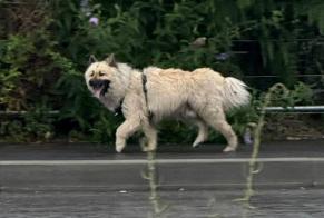 Discovery alert Dog  Unknown Vannes France