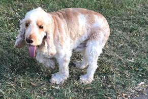 Discovery alert Dog  Male Schweighouse-sur-Moder France