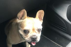 Discovery alert Dog  Female Avignon France