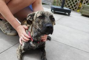 Discovery alert Dog miscegenation  Female Ifs France