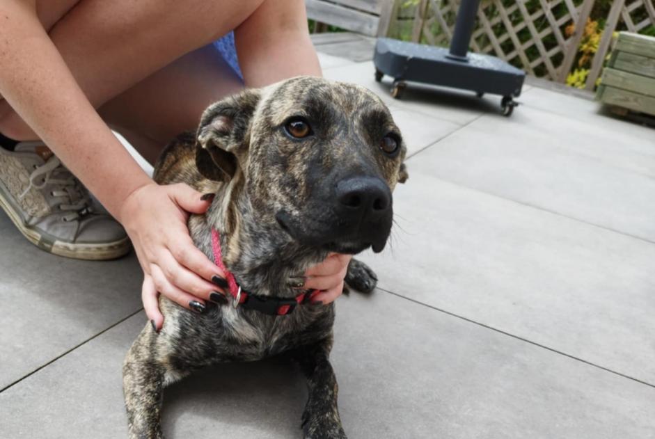 Discovery alert Dog miscegenation  Female Ifs France