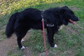 Disappearance alert Dog miscegenation  Male , 7 years La Prénessaye France