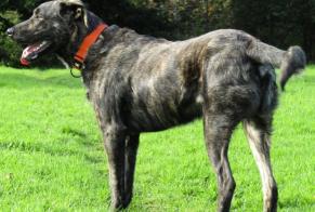 Disappearance alert Dog miscegenation  Male , 9 years Prat France