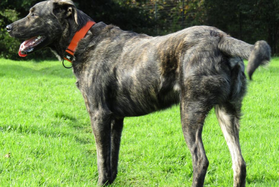 Disappearance alert Dog miscegenation  Male , 9 years Prat France