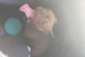 Discovery alert Dog  Female Brueil-en-Vexin France