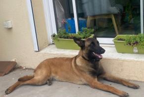 Disappearance alert Dog  Female , 3 years Longpont-sur-Orge France