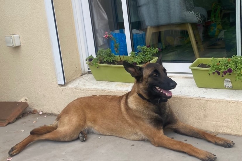 Disappearance alert Dog  Female , 3 years Longpont-sur-Orge France
