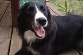 Disappearance alert Dog  Female , 12 years Seignosse France